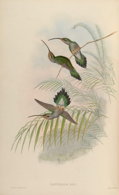 Phaethornis guy de John Gould